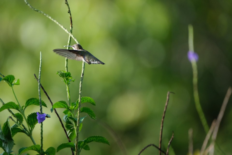 Hummingbird-5