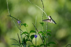 Hummingbird-7