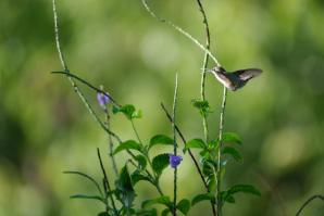 Hummingbird-6