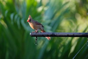 Female_Cardinal