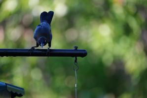 Grackle