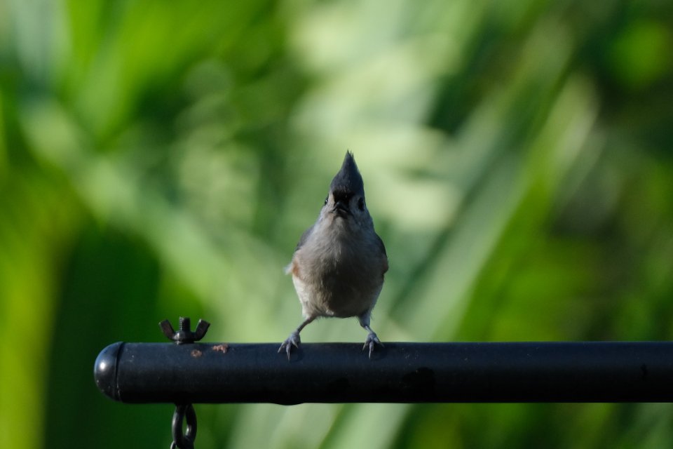 Titmouse-6