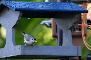 Titmouse-3