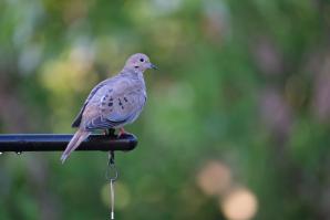Mourning_Dove