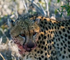 2024_South_Africa_Safari-31