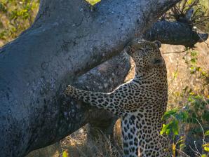 2024_South_Africa_Safari-23