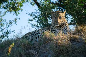 2024_South_Africa_Safari-47