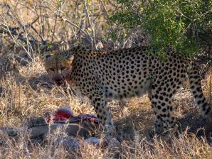 2024_South_Africa_Safari-30