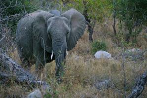 2024_South_Africa_Safari-36