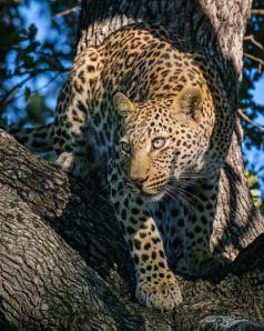 2024_South_Africa_Safari-18