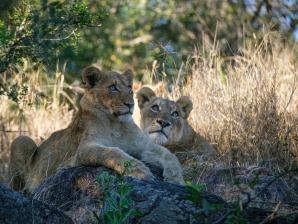 2024_South_Africa_Safari-50