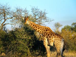 2024_South_Africa_Safari-41