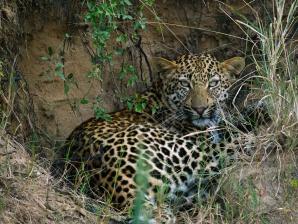 2024_South_Africa_Safari-44