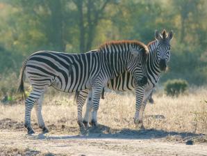 2024_South_Africa_Safari-8