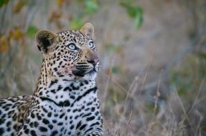 2024_South_Africa_Safari-21