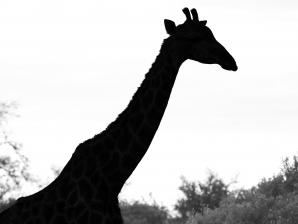 2024_South_Africa_Safari-28