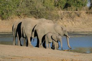 2024_South_Africa_Safari-39