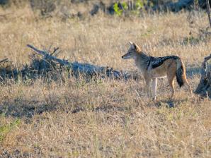 2024_South_Africa_Safari-40