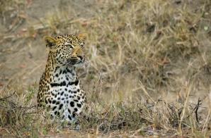 2024_South_Africa_Safari-22