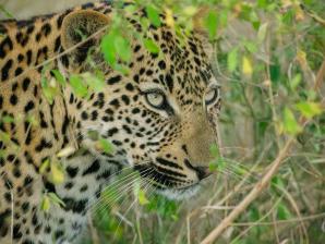 2024_South_Africa_Safari-20