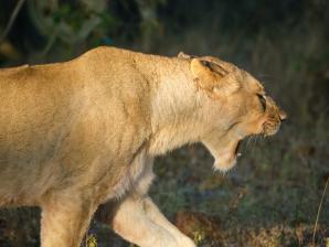 2024_South_Africa_Safari-13