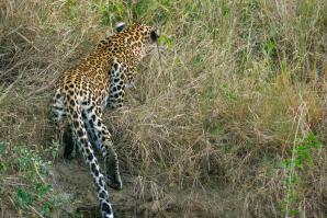 2024_South_Africa_Safari-45